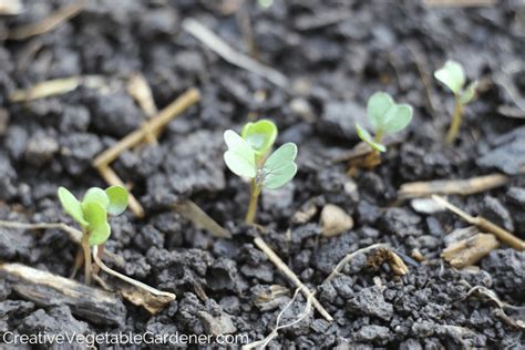 Creative Vegetable Gardener:Build the best soil for a vegetable garden ...