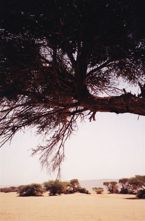 Tree In The Desert Loose Ends Flickr