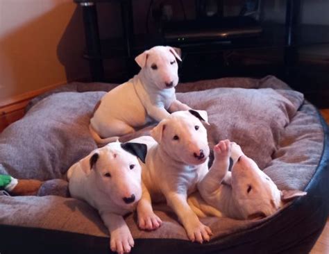 English Bull Terrier Dogs And Puppies For Sale In The Uk Page 2 Of 4