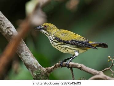 Wren In Flight Over Royalty Free Licensable Stock Photos