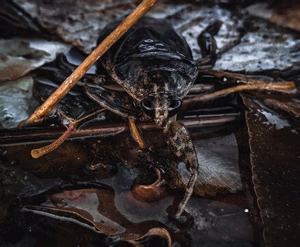 "Water Beetle" Images – Browse 274 Stock Photos, Vectors, and Video ...