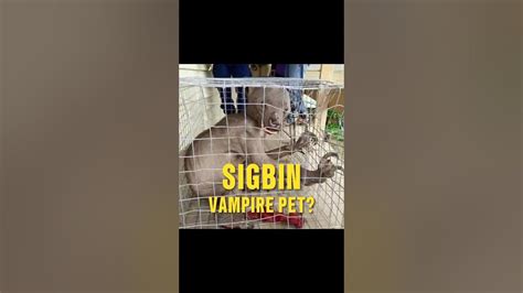 sigbin  philippines vampire pet creature youtube