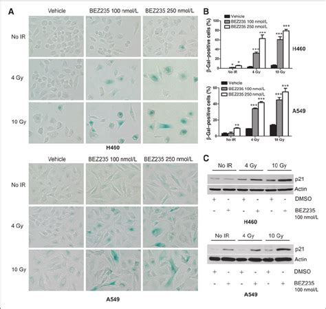 Bez235 Induces Accelerated Senescence After Radiation Ir In Vitro Download Scientific