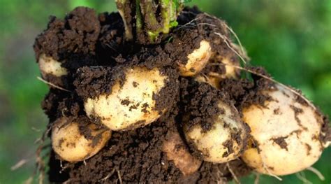 Potato Growth Stages How Fast Do Potato Plants Grow