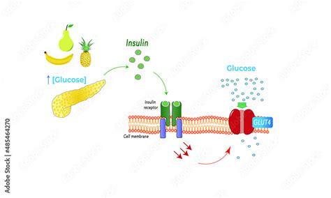 Glut Transporter Insulin Dependent Stock Vector Adobe Stock