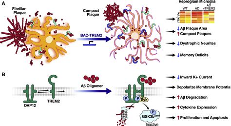 Trem2 And Amyloid Beta A Love Hate Relationship Neuron