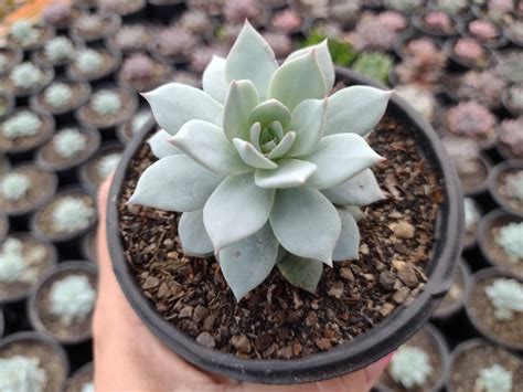 Echeveria Blue Star Pote Suculindas Da Ioi