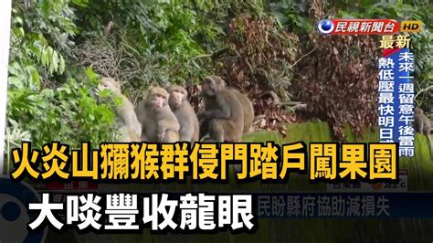 火炎山獼猴群侵門踏戶闖果園 大啖豐收龍眼－民視台語新聞 Youtube