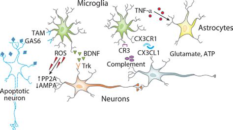 Figure 2 from Microglia Function in the Central Nervous System During ...