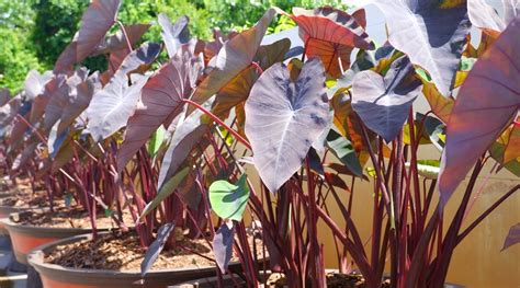 How to Plant, Grow and Care For Colocasia – Nature's Gateway