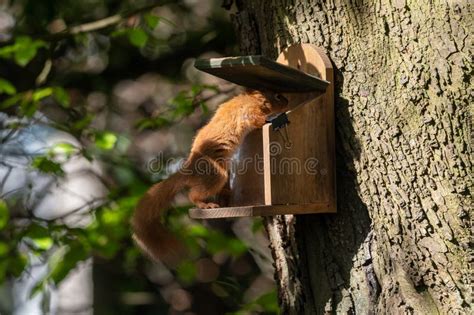 Red Squirrel Sciurus Vulgaris Feeding From A Squirrel Feeder Isle Of