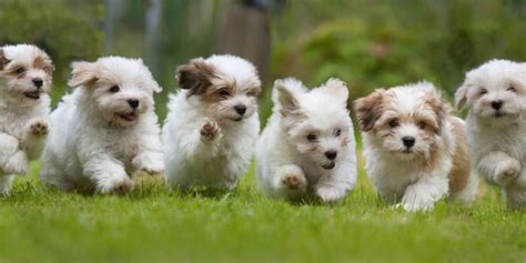 25 Tiny Puppies That Are The Perfect Fit for Your Tiny House - Cute Dog ...