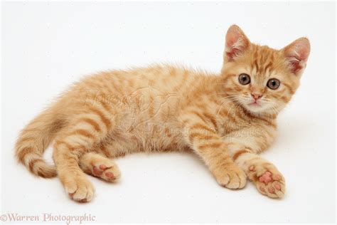 Ginger Kitten Lying Down Photo WP21424