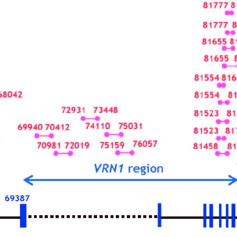 Pcr Analysis Of The Vrn Region In Wild Type Wt And Mvp Mutant