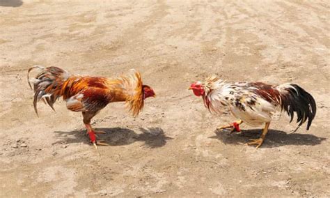 Aseel Chickens: Size, Eggs, Temperament and More