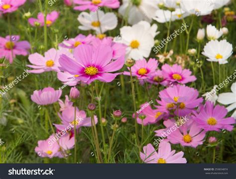 Cosmos Flowers Blooming Garden Stock Photo 259654874 | Shutterstock