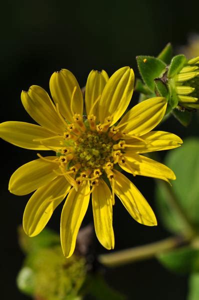 Silphium Dentatum Fsus