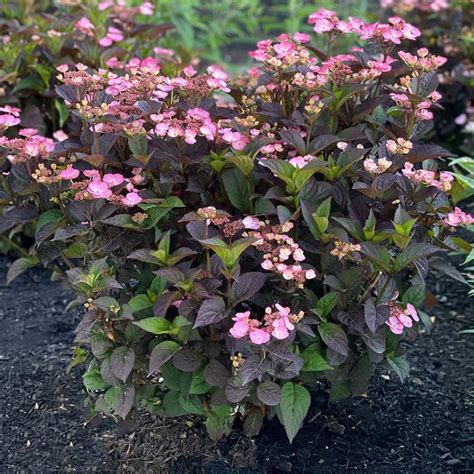 Pink Dynamo Hydrangea Sooner Plant Farm