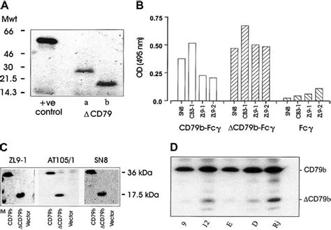 Protein Expression Of Alternative Transcripts Of Cd79 A The Results Download Scientific