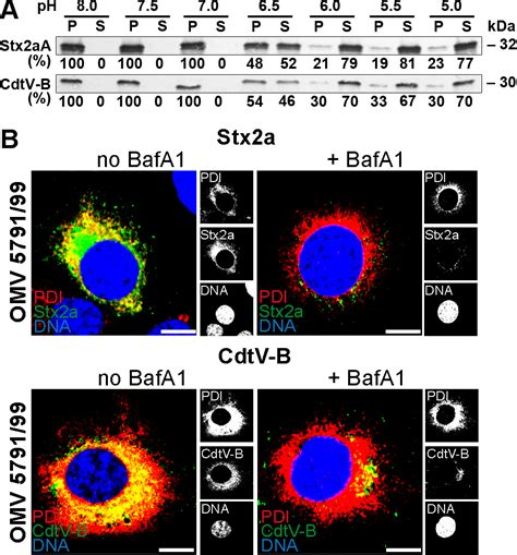 Host Cell Interactions Of Outer Membrane Vesicle Associated Virulence Factors Of