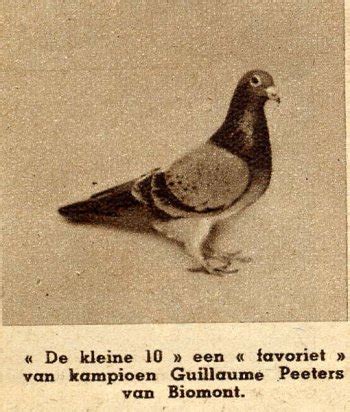 The History Of Pigeon Racing In Belgium Peeters Guillaume Biomont