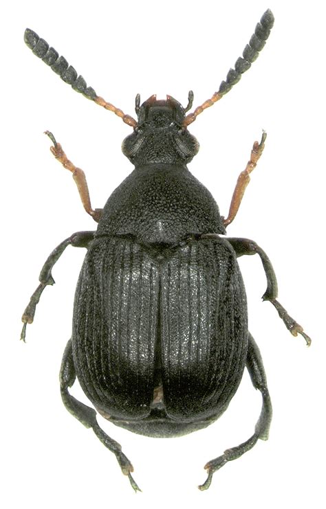 Andris Bukejs: фотографии зерновок (Bruchidae) через микроскоп