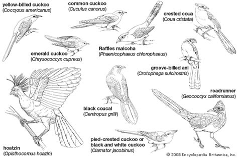 Hoatzin | South American Bird, Unique Digestive System | Britannica