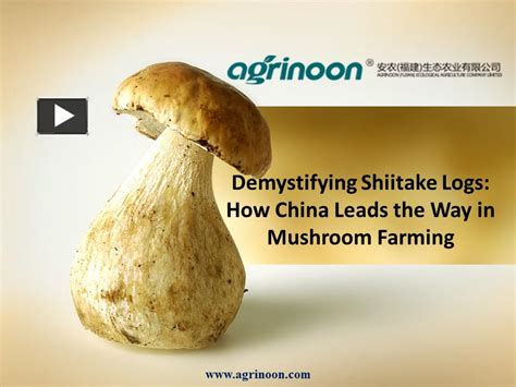 Ppt Demystifying Shiitake Logs How China Leads The Way In Mushroom