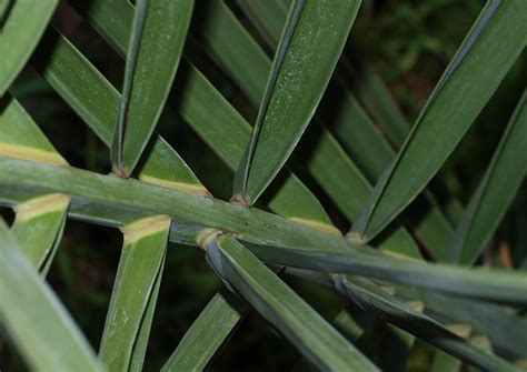 Phoenix Dactylifera Identifying Commonly Cultivated Palms