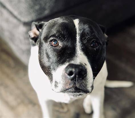 Seal Blue Pitbull
