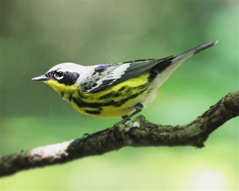 Magnolia Warbler Setophaga Magnolia Lafitte S Cove Robert Becker