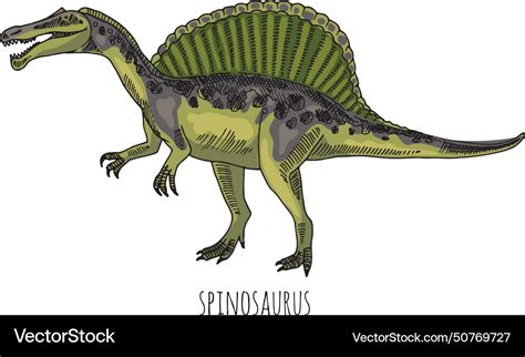 Spinosaurus Color Drawing Prehistoric Carnivore Vector Image