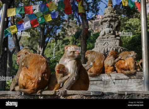 Monkey family in Swayambhunath temple Stock Photo - Alamy