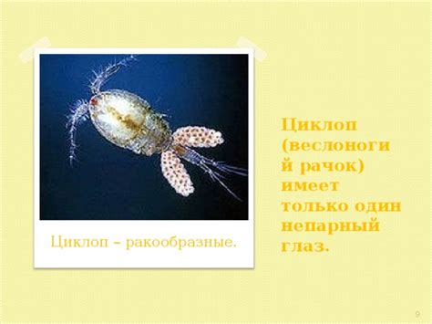 Свет в жизни живых организмов - биология, презентации