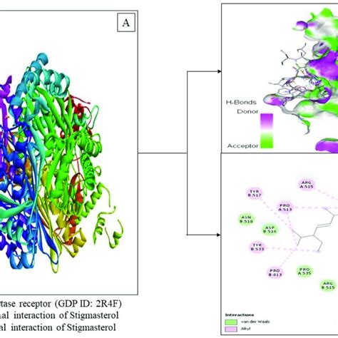 Visualization Of The HMG CoA Reductase Receptor Docking PDB ID 2R4F