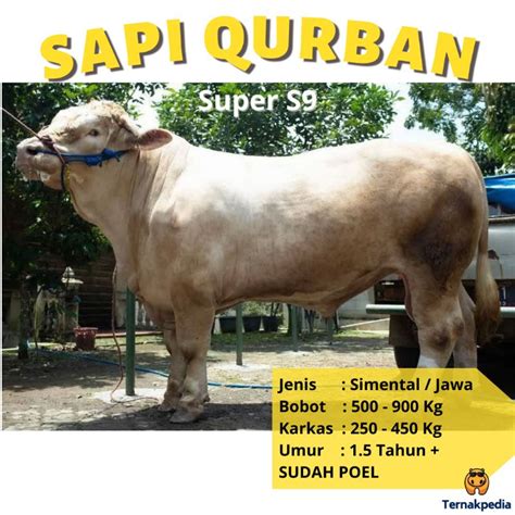 Jual Sapi Qurban 500 900 Kg Sapi Kurban Surabaya Sapi Qurban