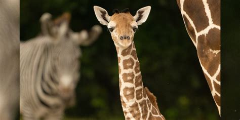 ‘Devastating loss’: Baby giraffe dies after breaking neck at zoo