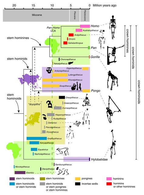 Phylogenetic Tree Of Hominids