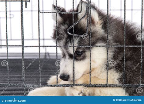 Śliczni Siberian Husky Szczeniaki W Klatce Na Białym Tle Isol Zdjęcie