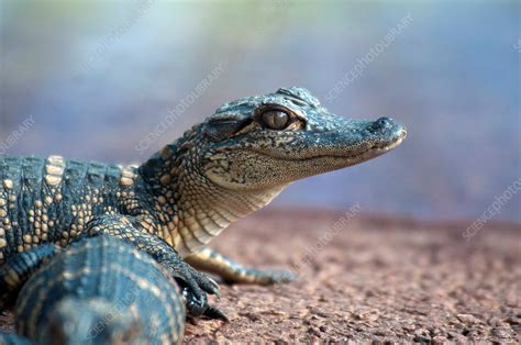 Baby Alligator Stock Image C0172813 Science Photo Library