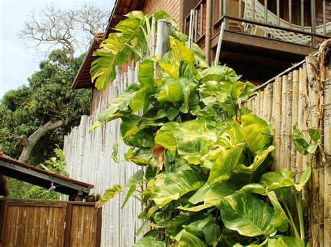 Jiboia Aprenda A Plantar E Cuidar Do Jeito Certo Minhas Plantas