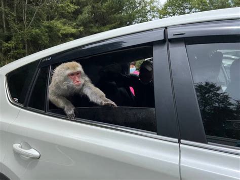 玉山塔塔加獼猴搶食為患 咬人、霸車樣樣來 生活 自由時報電子報