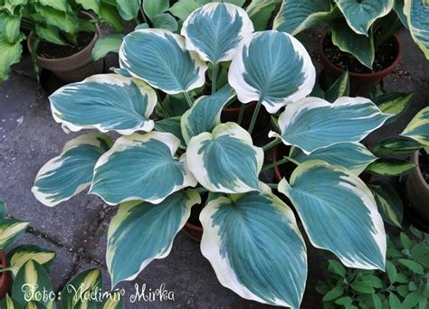 Hosta Orions Belt | Plant leaves, Plants, Hostas