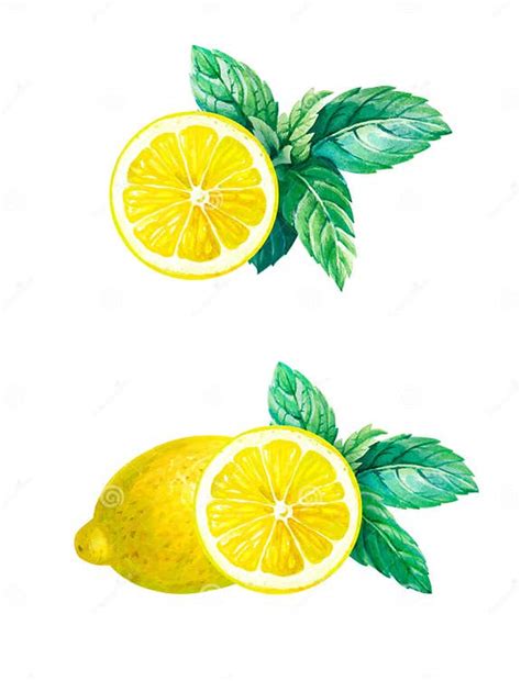 Lemon With Mint Leaves Isolated On White Watercolor Illustration Stock