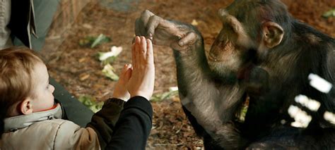 The Prancing Papio: Ape behavior inside the exhibit and holding area