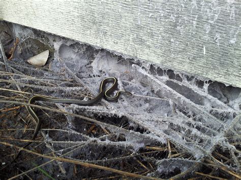 Sightings at CoHo – Garter Snake – CoHo Ecovillage