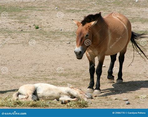 Przewalski's Horse And Foal Stock Photo - Image: 2986770