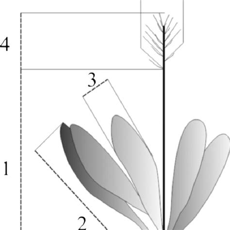 Main Variables Used For The Morphological Characterization Of The Download Scientific Diagram