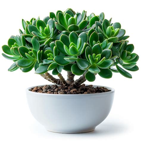 Premium Photo Photo Of Indoor Plants Jade Plant Crassula Ovata In A