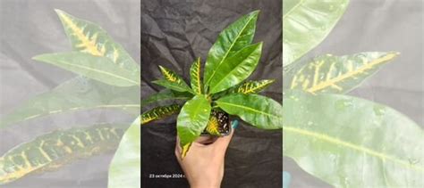 Кротон(кодиеум) моар купить в Москве | Товары для дома и дачи | Авито